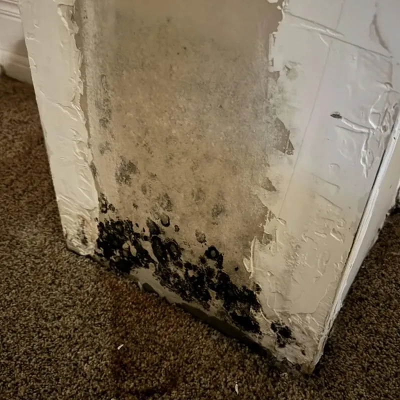 Professional Mold Removal in Van Buren County, AR